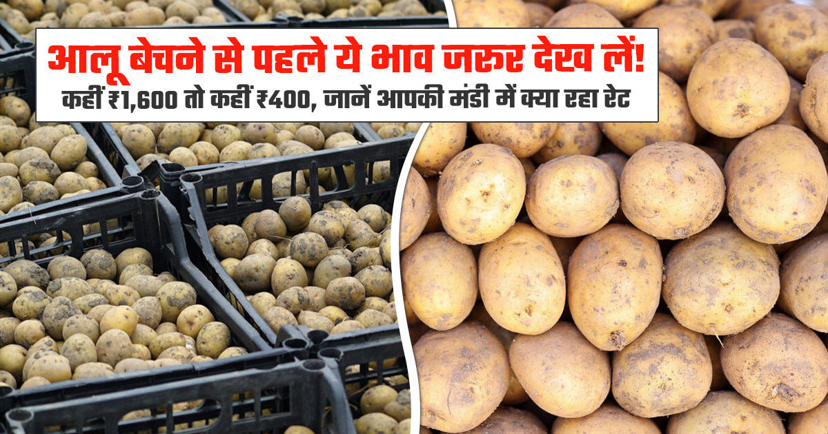 आलू के दामों में भारी उतार-चढ़ाव, जानें अपनी नजदीकी मंडी का...