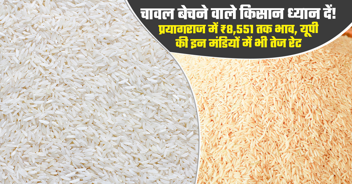 Rice Prices Today - (September 15, 2026)