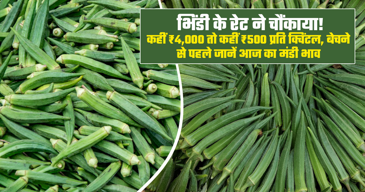 okra market price reaches ₹4,000 per quintal in some markets.
