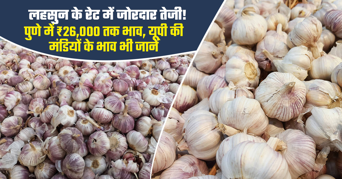 लहसुन के रेट में जोरदार उछाल