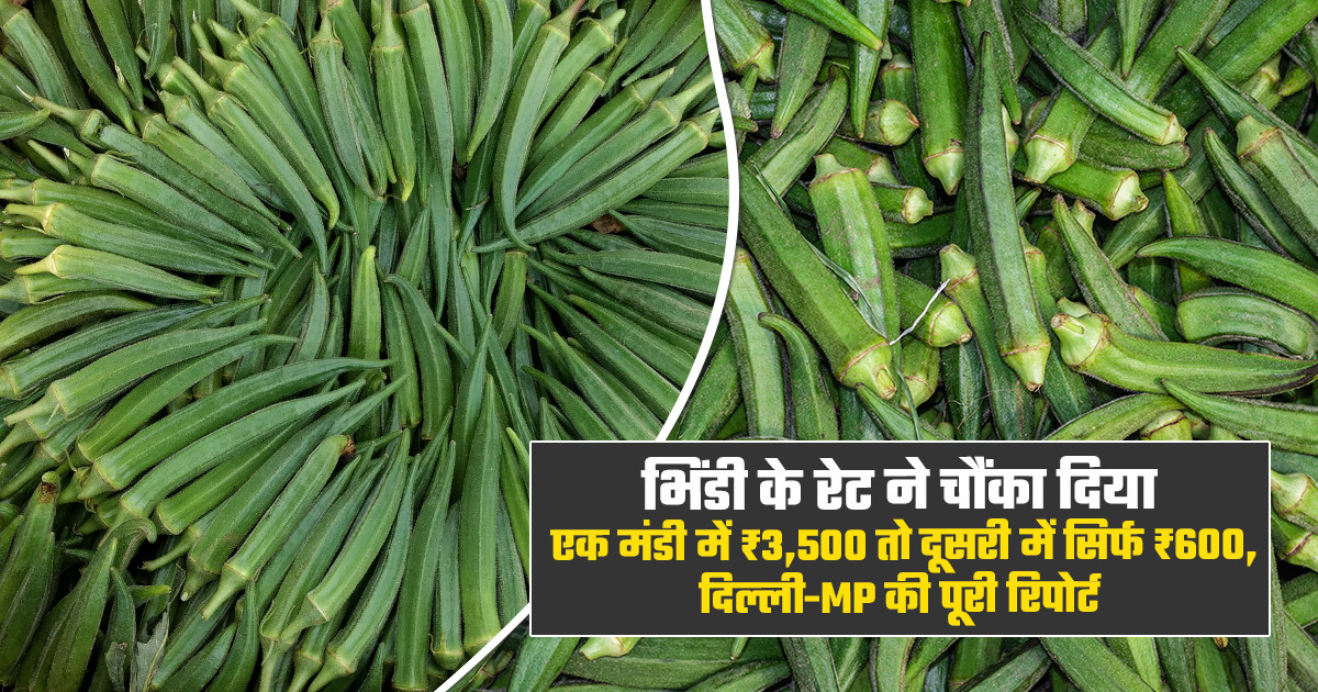 भिंडी का भाव: एक तरफ ₹3,500 क्विंटल तो दूसरी ओर ₹600 बिकी भि...