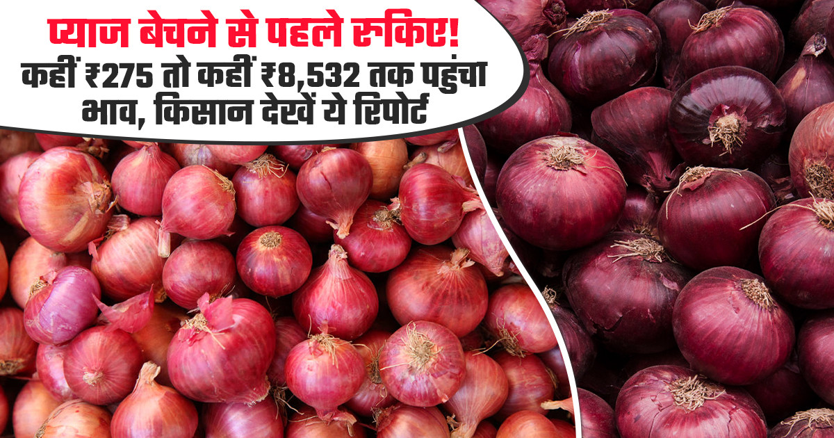 आज प्याज का मंडी भाव (24 सितंबर, 2026)