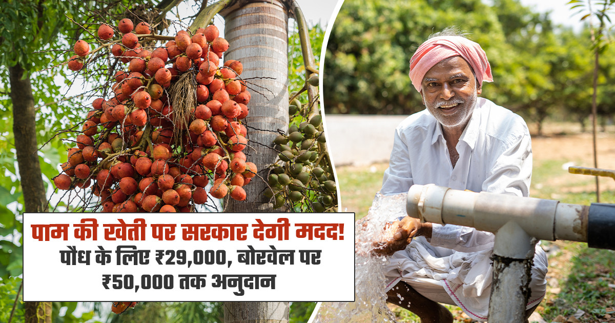 Oil palm farming subsidy for farmers