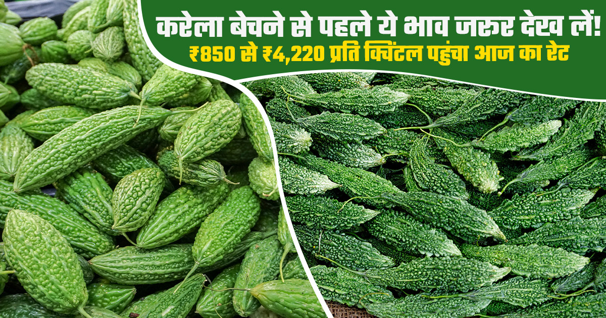 आज करेला का मंडी भाव (28 सितंबर, 2026)