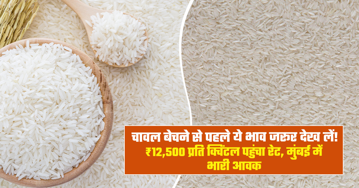 Rice Mandi Prices Today - (October 01, 2026)