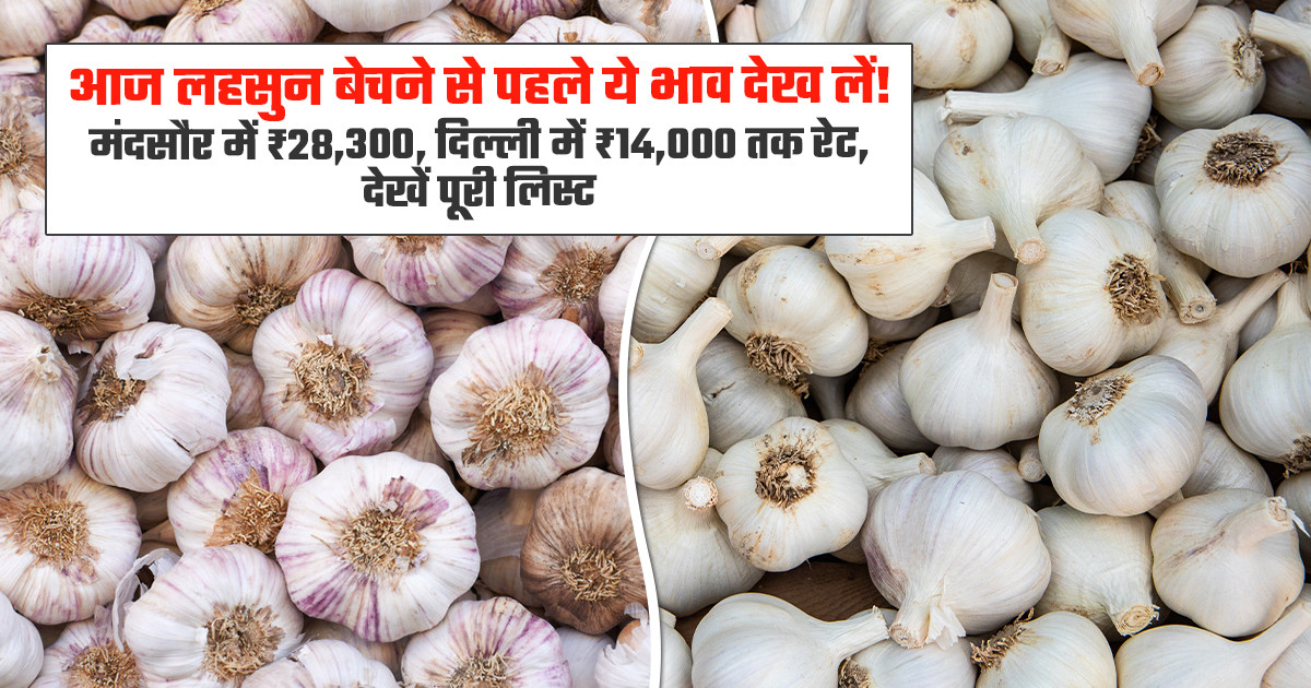 Garlic Mandi Prices Today - (October 03, 2026)