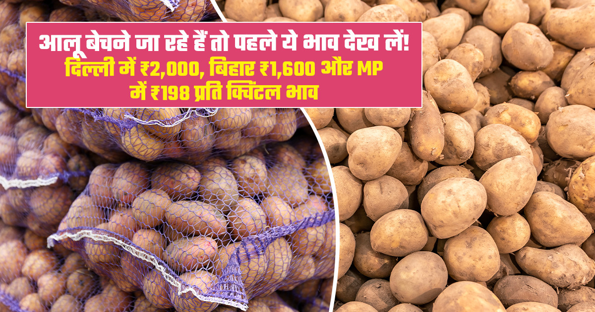 Potato Mandi Prices Today - (October 03, 2026)