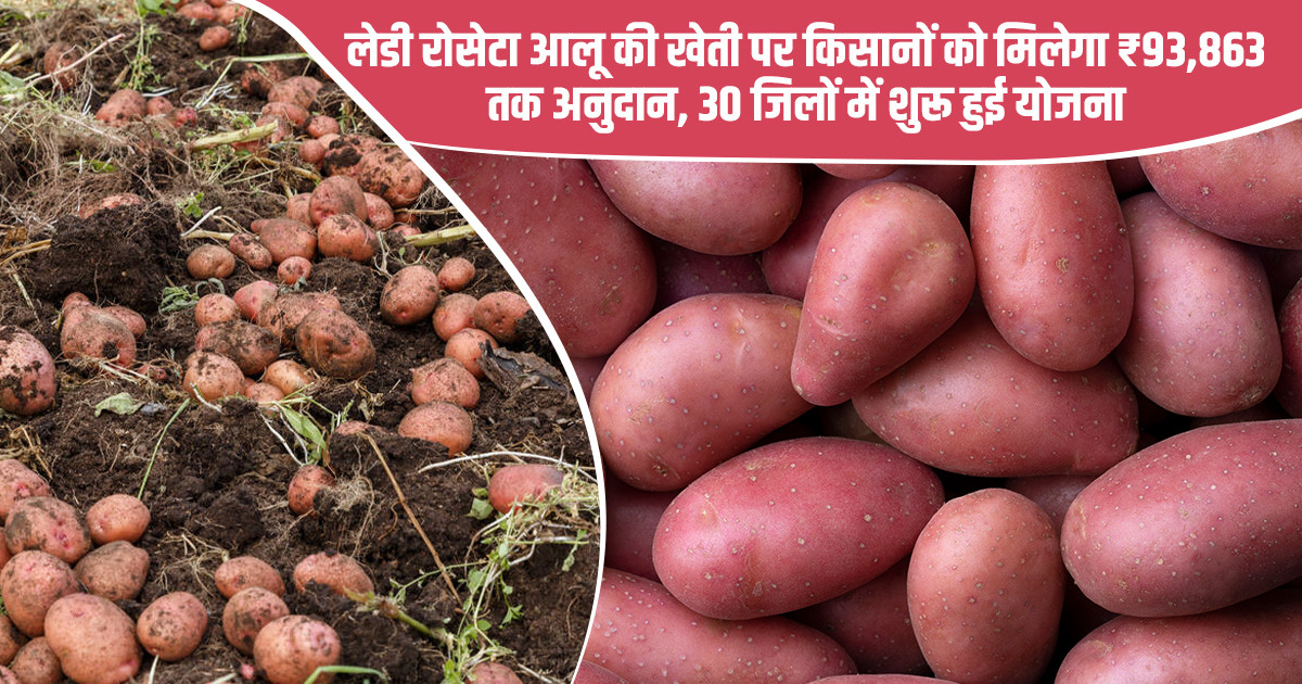 लेडी रोसेटा आलू अनुदान योजना 2026