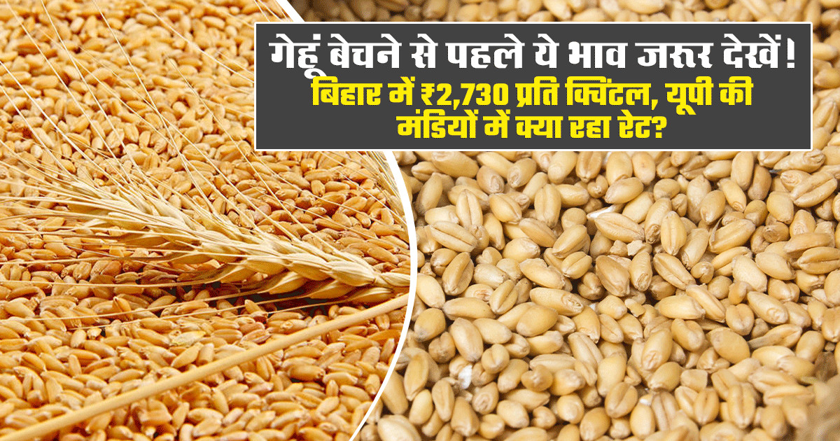Wheat Mandi Prices Today - (October 05, 2026)