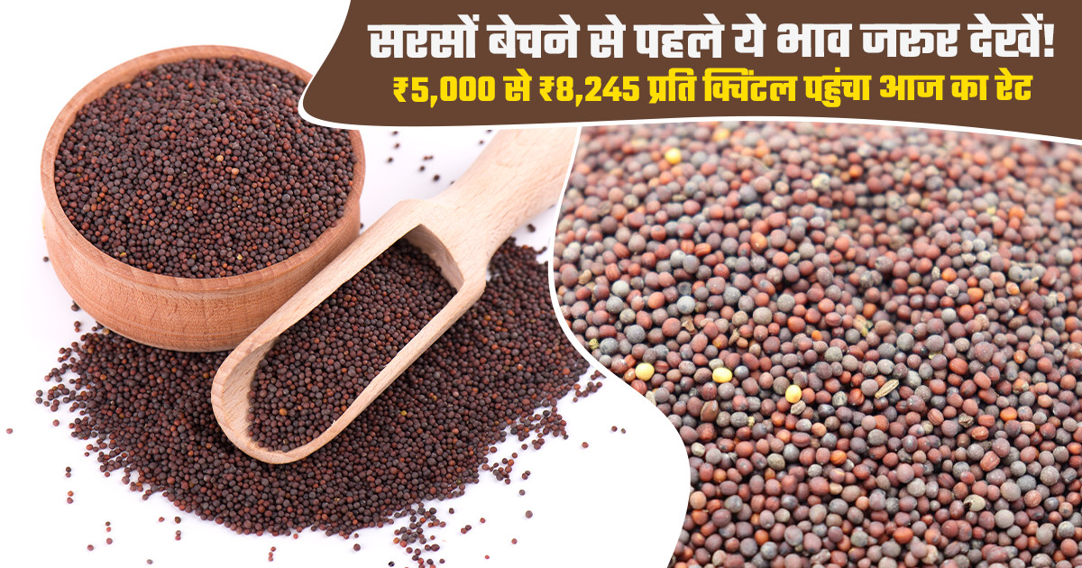 Mustard Mandi Prices Today ( October 08, 2026):