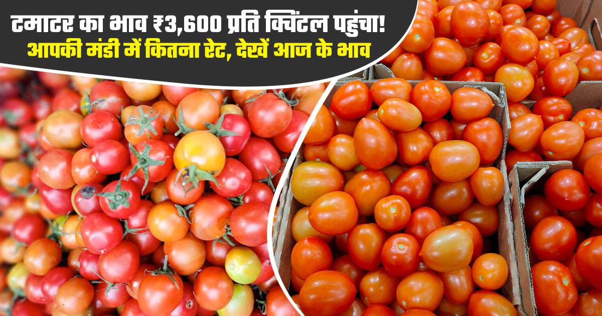Tomato Mandi Prices Today - (October 10, 2026)