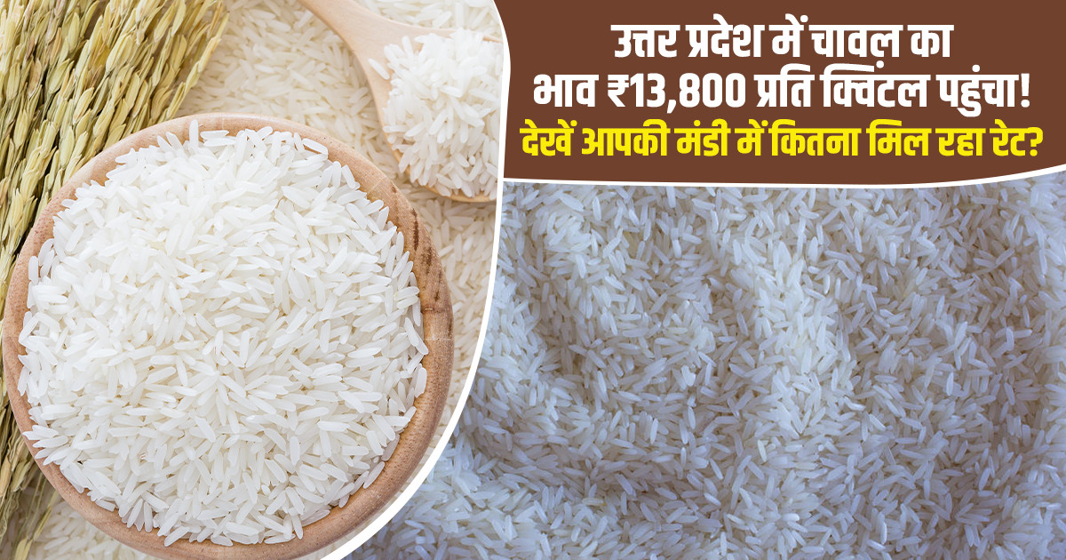यूपी में आज चावल का भाव - (12 अक्टूबर, 2026)