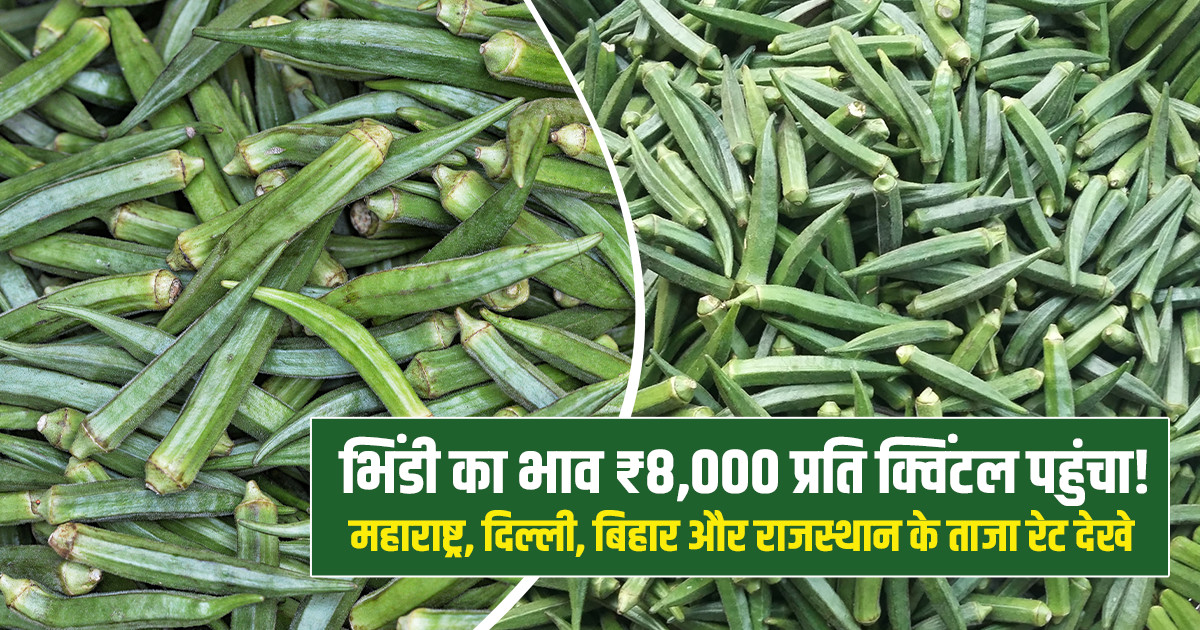 भिंडी का भाव (12 अक्टूबर, 2026)