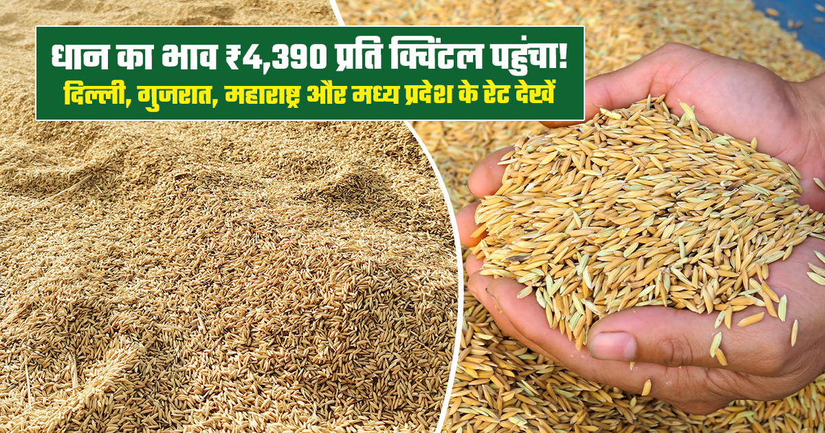 Paddy Mandi Prices Today (October 13, 2026)
