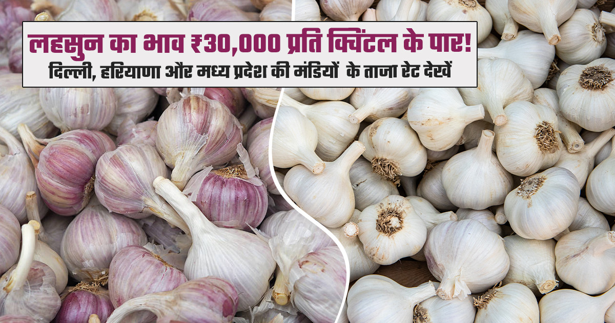 Garlic Mandi Prices Today -  (October 14, 2026)