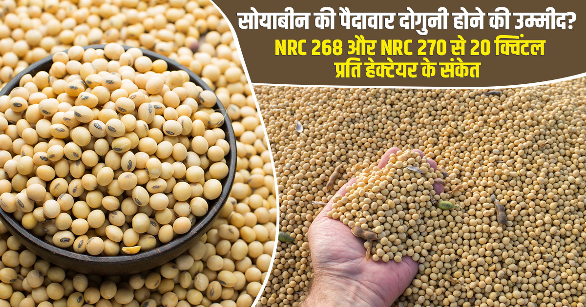 सोयाबीन की नई किस्मों से किसानों को उम्मीद