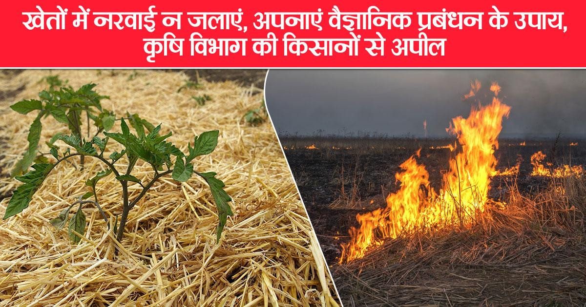 नरवाई जलाने से मिट्टी और पर्यावरण को नुकसान