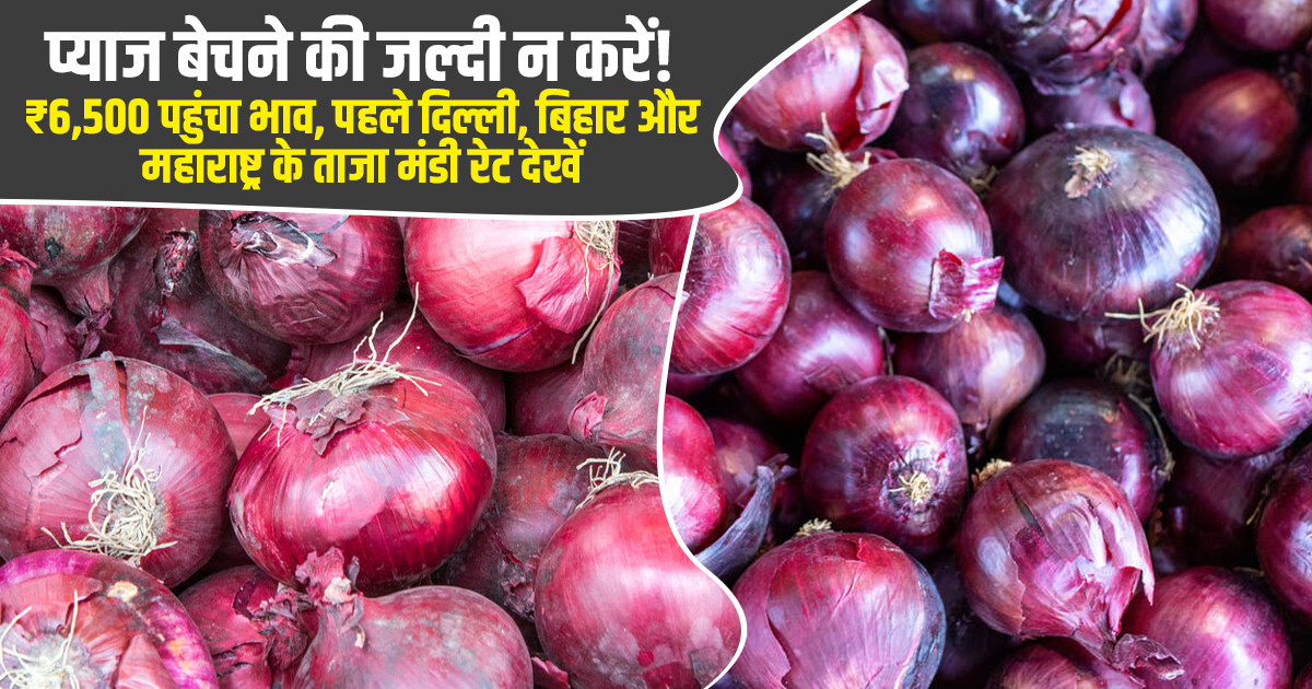 आज प्याज का मंडी भाव (19 अक्टूबर, 2026)
