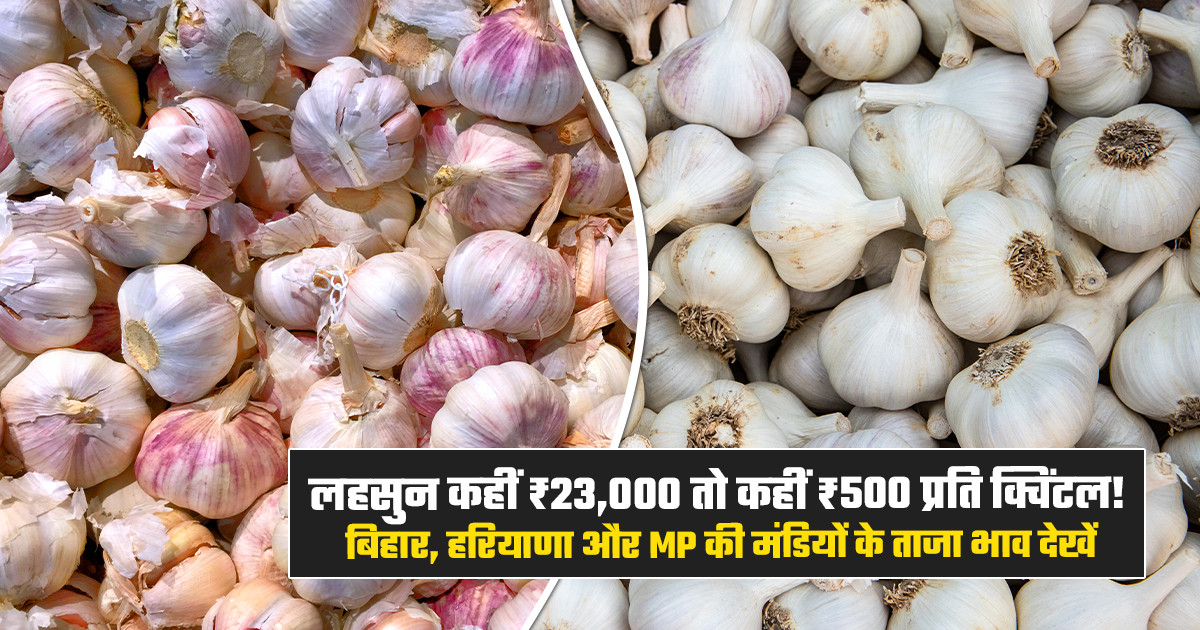 Garlic Mandi Prices Today - (October 24, 2026)