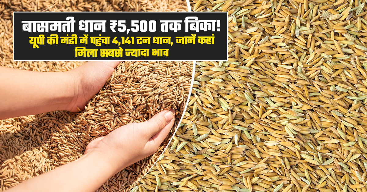 Basmati Paddy Mandi Prices Today - (October 26, 2026)