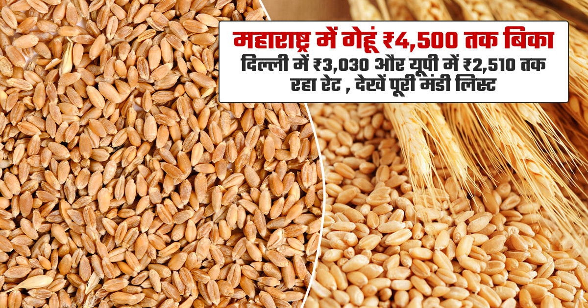 Wheat Mandi Prices Today - (October 27, 2026)