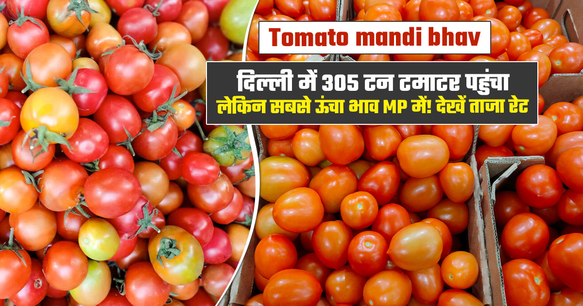 Tomato Mandi Prices Today - (October 27, 2026)