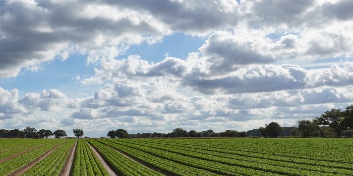 हाथरस की हींग को मिला जीआई टैग: व्यापारियों का विदेशों तक बढ़ेगा कारोबार