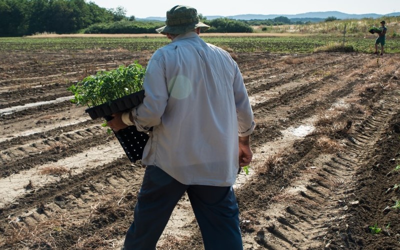 बिहार सरकार किसानों को देगी खराब हुई फसलों का मुआवजा! 17,000 रुपये प्रति हेक्टेयर तक मिलेगा अनुदान, जानें कैसे करना है आवेदन