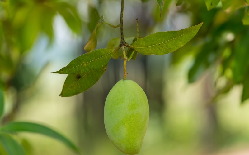 सावधान! आम के बागों पर मंडरा रहा बड़ा खतरा, समय पर रोकथाम नहीं किया तो होगा ये खतरा