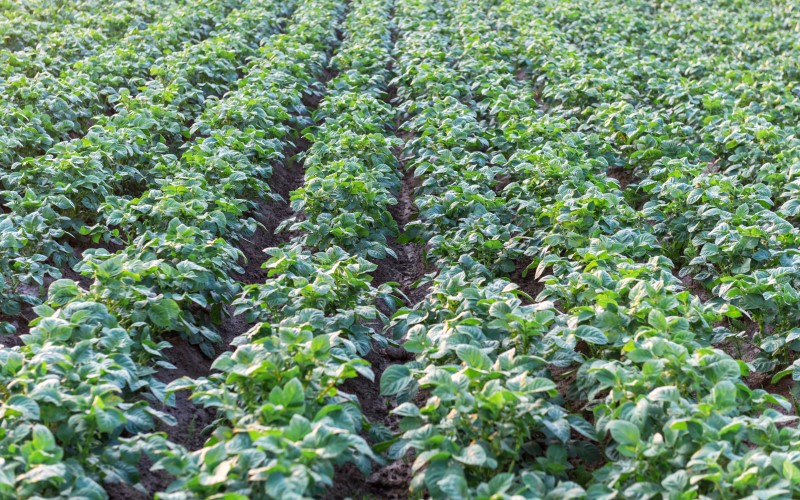 MP के किसानों का होगा फायदा: MSP पर मूंग खरीदेगी सरकार, किसानों की इनकम बढ़ेगी