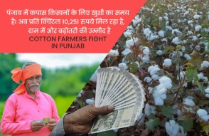 Cotton Farmers Fight in Punjab in Hindi: पंजाब में कपास किसानों की बल्‍ले-बल्‍ले, 10,251 रुपये प्रति क्विंटल मिल रहा दाम, और रेट बढ़ने की उम्‍मीद