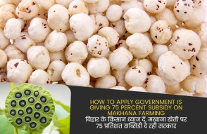 How to Apply Government is Giving 75 Percent Subsidy on Makhana Farming in Hindi:  बिहार के किसान ध्‍यान दें, मखाना खेती पर 75 प्रतिशत सब्सिडी दे रही सरकार