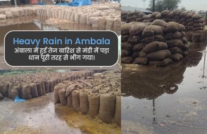 Heavy Rain in Ambala in Hindi: अंबाला में हुई तेज बारिश से मंडी में पड़ा धान पूरी तरह से भीग गया