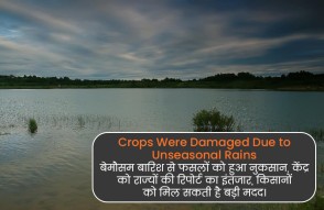 Crops Were Damaged Due to Unseasonal Rains in Hindi: बेमौसम बारिश से फसलों को हुआ नुकसान, केंद्र को राज्यों की रिपोर्ट का इंतजार, किसानों को मिल सकती है बड़ी मदद