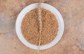 डायबिटीज के शिकार लोगों के लिए वरदान बनेगी गेहूं की यह 'नई खास किस्‍म'