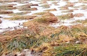 पंजाब में भारी बारिश से फसलें बर्बाद, किसानों को भारी नुकसान की आशंका