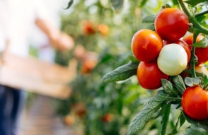 टमाटर की कीमत कम करने के लिए सरकार ने उठाए कदम