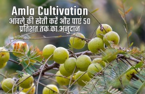 Amla Cultivation in India in Hindi: आंवले की खेती करें और पाएं 50 प्रतिशत तक का अनुदान