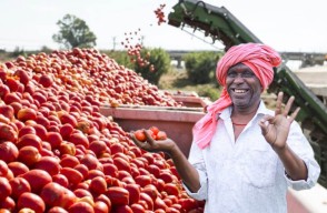 Increasing Prices of Tomatoes in Hindi: किसान परिवार के लिए वरदान बनी टमाटर की बढ़ी कीमतें, हुई 38 लाख से ज्‍यादा की कमाई