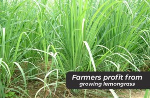 Lemongrass Farming in Hindi: लेमनग्रास की खेती करके किसान, पाएंगे अच्छा मुनाफा