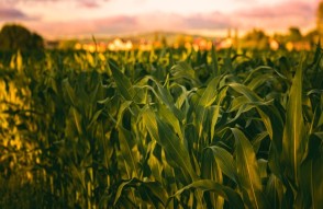 किसानों के लिए तकनीक-संचालित पहल शुरू, मौसम सटीम जानकारी से लेकर फसल बीमा तक में मिलेगा फायदा