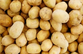 31 जुलाई 2023 को जारी भारतीय मडियों में आलू का अधिकतम व न्यूनतम भाव