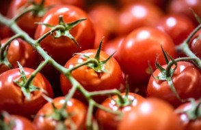 31 जुलाई को जारी भारतीय मडियों में टमाटर का अधिकतम व न्यूनतम भाव