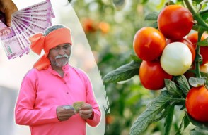 Tomato Farmer Rich In India In Hindi: टमाटर की खेती से एक और किसान मालामाल