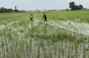महाराष्ट्र: खरीफ सीजन की 87 फीसदी बुआई पूरी  (Maharashtra: 87 percent sowing of Kharif season completed)