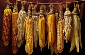 28 अगस्त को जारी मुख्य मडियों में मक्के की प्रमुख वेरायटी के औसतन भाव