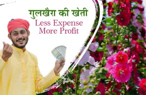 Cultivation Of Medicinal Plants In India in Hindi: औषधीय पौधे गुलखैरा की खेती से अच्छा खासा होगा मुनाफा