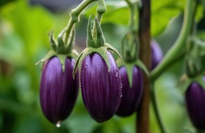 बैंगन बेचकर कमाए लाखों रुपये