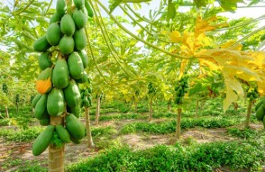 12 सितम्बर को जारी मुख्य मडियों में पपीता की प्रमुख वेरायटी के औसतन भाव