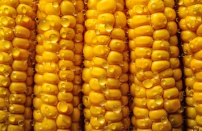 13 सितम्बर को जारी मुख्य मडियों में मक्के की प्रमुख वेरायटी के औसतन भाव